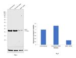 NME1 Antibody in Western Blot (WB)