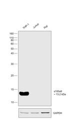 S100A9 Antibody in Western Blot (WB)