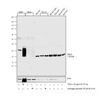 SOD2 Recombinant Rabbit Monoclonal Antibody (001)