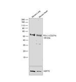 PD-L1 Recombinant Rabbit Monoclonal Antibody (485)