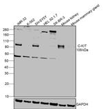 c-Kit Recombinant Rabbit Monoclonal Antibody (017)