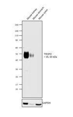 TROP2 Antibody in Western Blot (WB)