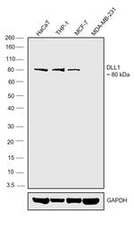 DLL1 Antibody in Western Blot (WB)