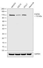 FGFR3 Recombinant Rabbit Monoclonal Antibody (046)