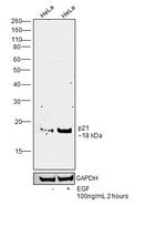 p21 Antibody