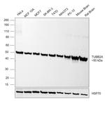 TUBB2A Antibody in Western Blot (WB)