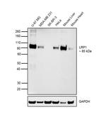 LRP1 Antibody in Western Blot (WB)