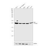 BAD Antibody in Western Blot (WB)