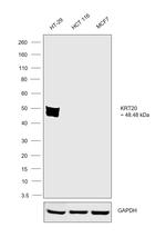Cytokeratin 20 Antibody