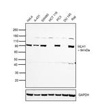 MLH1 Antibody in Western Blot (WB)