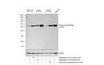 Phospho-p53 (Ser392) Antibody in Western Blot (WB)