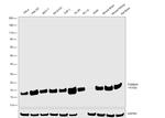 TOMM20 Antibody in Western Blot (WB)