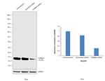 TOMM20 Antibody in Western Blot (WB)
