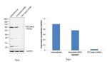 PKC beta-2 Antibody in Western Blot (WB)