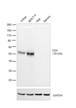 CD4 Antibody