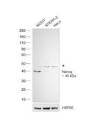 Nanog Antibody in Western Blot (WB)
