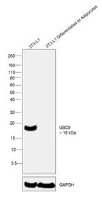 UBC9 Antibody
