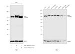 ERK5 Antibody in Western Blot (WB)