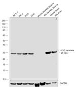 14-3-3 beta/zeta Antibody in Western Blot (WB)