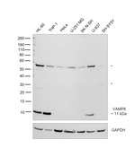 VAMP8 Antibody in Western Blot (WB)