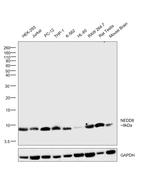 NEDD8 Antibody in Western Blot (WB)