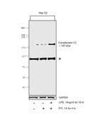 Complement C3 Antibody in Western Blot (WB)
