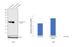 Cathepsin B Antibody in Western Blot (WB)