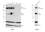 ITGA4 Antibody in Western Blot (WB)