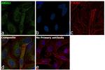 Annexin A2 Recombinant Rabbit Monoclonal Antibody (JA42-30)