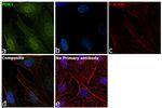 PDK1 Recombinant Rabbit Monoclonal Antibody (JA67-30)