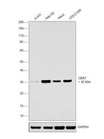 CBX7 Recombinant Rabbit Monoclonal Antibody (JM44-63)