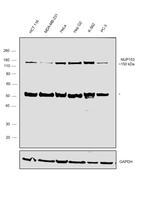 NUP153 Antibody in Western Blot (WB)