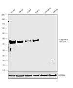 Caspase 1 Antibody in Western Blot (WB)