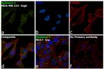 Syntenin 1 Antibody in Immunocytochemistry (ICC/IF)