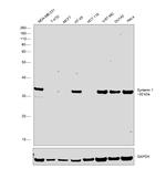 Syntenin 1 Antibody in Western Blot (WB)