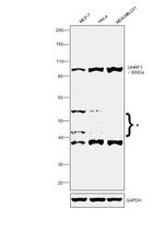 UHRF1 Antibody in Western Blot (WB)
