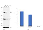 UHRF1 Antibody in Western Blot (WB)