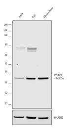 VDAC Antibody in Western Blot (WB)