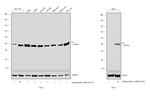 Fumarase Antibody in Western Blot (WB)