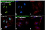 Phospho-STAT1 (Ser727) Antibody in Immunocytochemistry (ICC/IF)