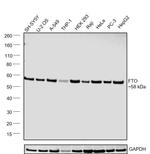 FTO Antibody in Western Blot (WB)