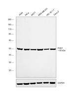 PHD1 Antibody in Western Blot (WB)