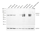 MUNC18 Antibody