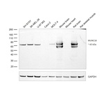 MUNC18 Antibody in Western Blot (WB)