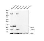 VAMP2 Antibody in Western Blot (WB)