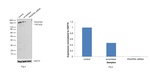 PDGFRA Antibody in Western Blot (WB)