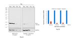 Bcl-2 Antibody in Western Blot (WB)