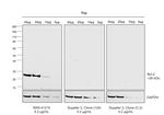 Bcl-2 Antibody in Western Blot (WB)