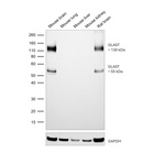 GLAST Antibody in Western Blot (WB)
