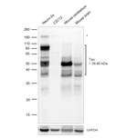 Tau Antibody